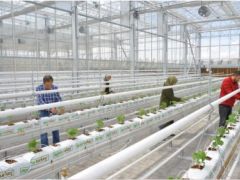 Kırşehir Ahi Evran Üniversitesi ARGE Sera Uygulama Çalışmalarına Başladı