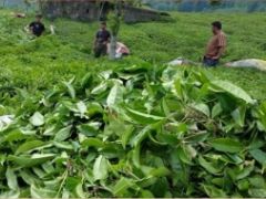 Karadeniz’de Çay Toplama Zamanı!!