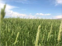 MUCUR GEYCEKDEKİ ÇİFTÇİLER SÖZÜN BİTTİ ZAMAN DEDİLER