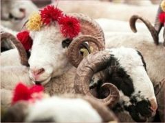 Kırşehir’de Kurban Bayramında, 5203 Büyükbaş, 8891 Küçükbaş Hayvan Kesildi