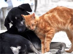 ZAFER ÇAM YAZIYOR : ALLAH’IN YARATIĞI HİÇ BİR CANLIYA KIYMAYINIZ